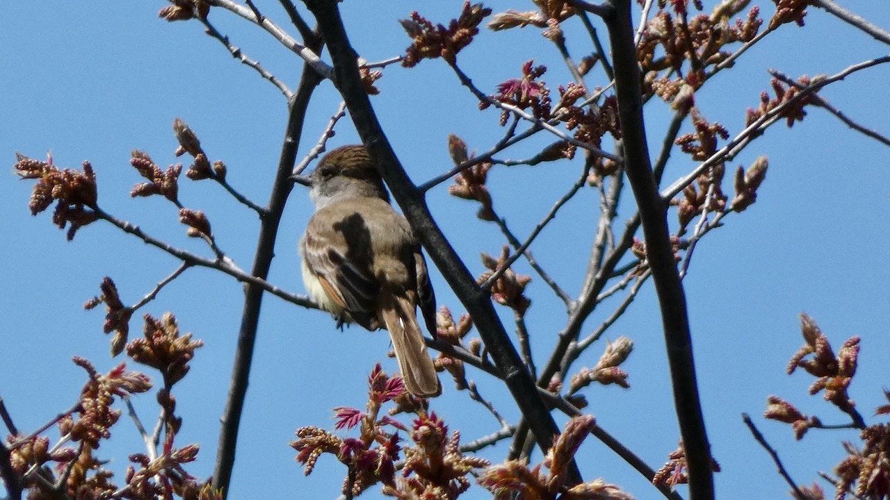 Ash-throated Flycatcher