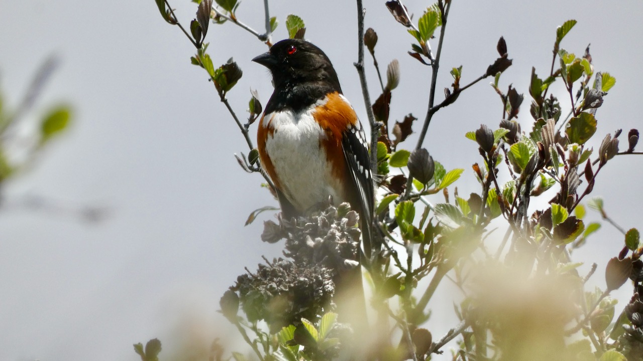 Spotted Towhee