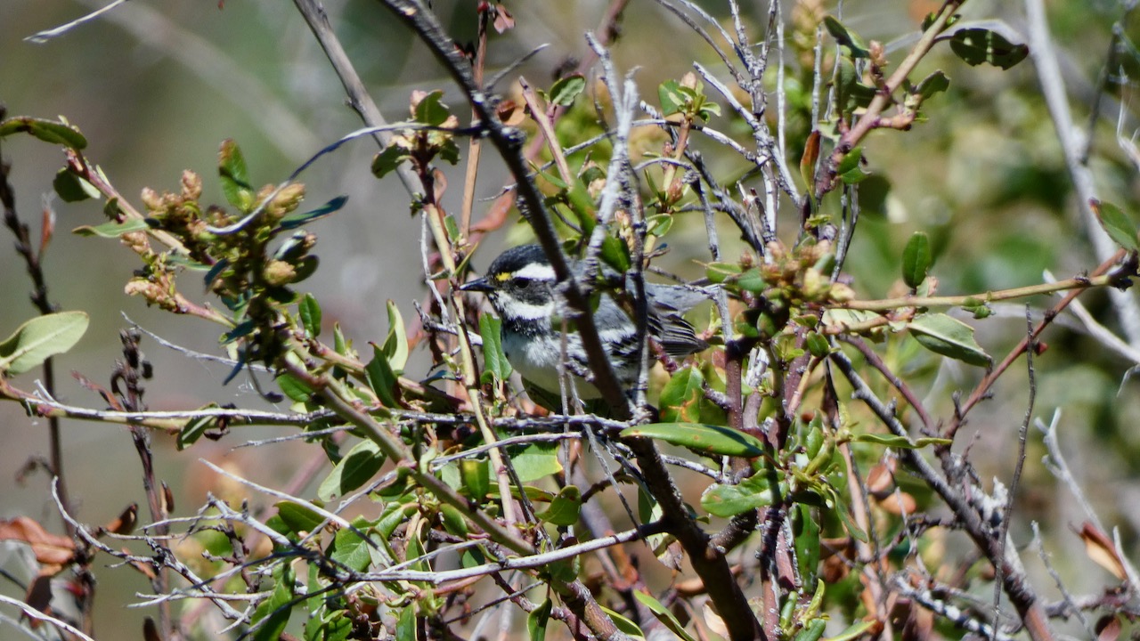 Black-throated Gray Warbler