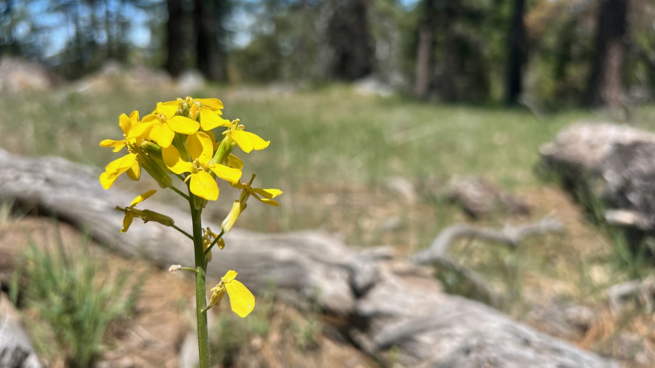 Western wallflower