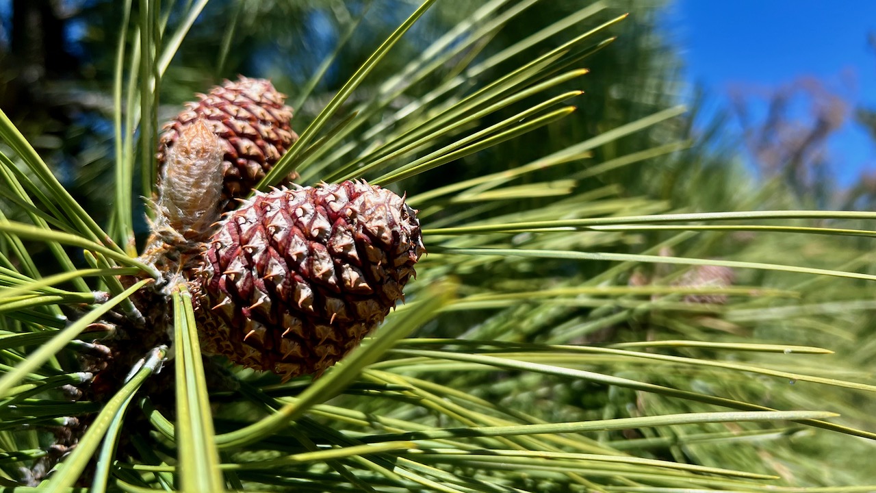 Ponderosa pine