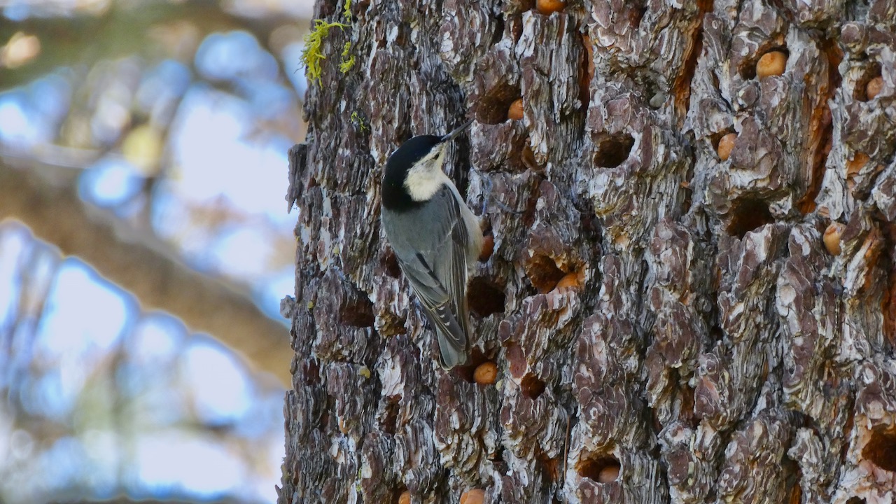 White-breasted Nuthatch