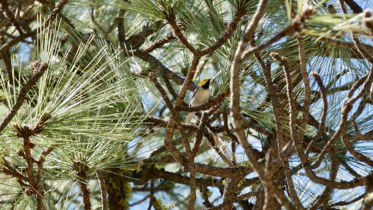 Hermit Warbler