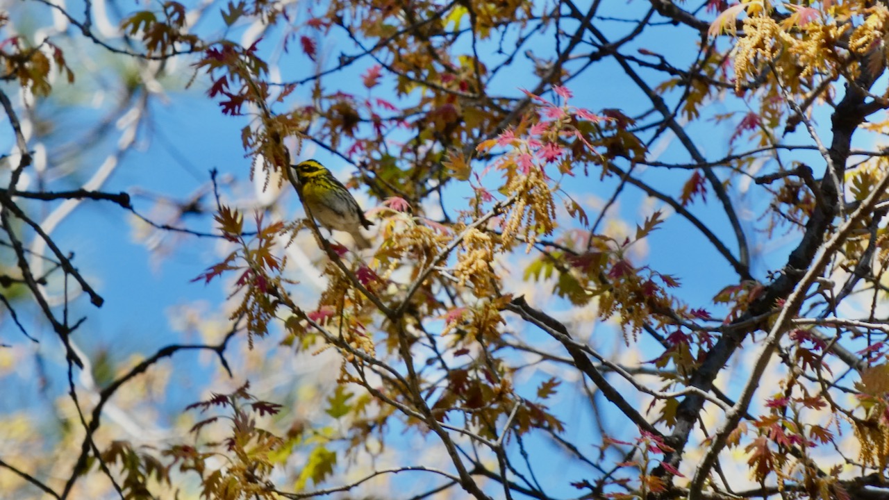 Townsend’s Warbler