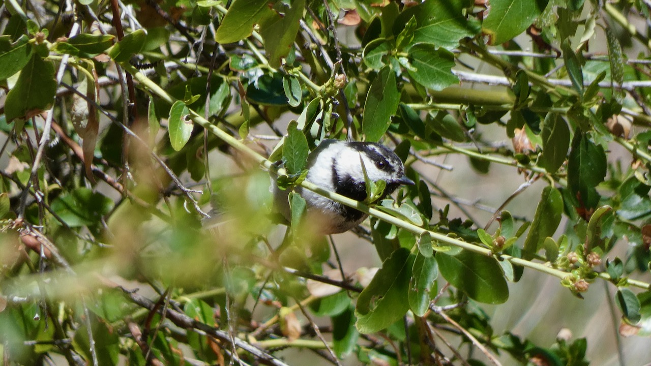 Mountain Chickadee