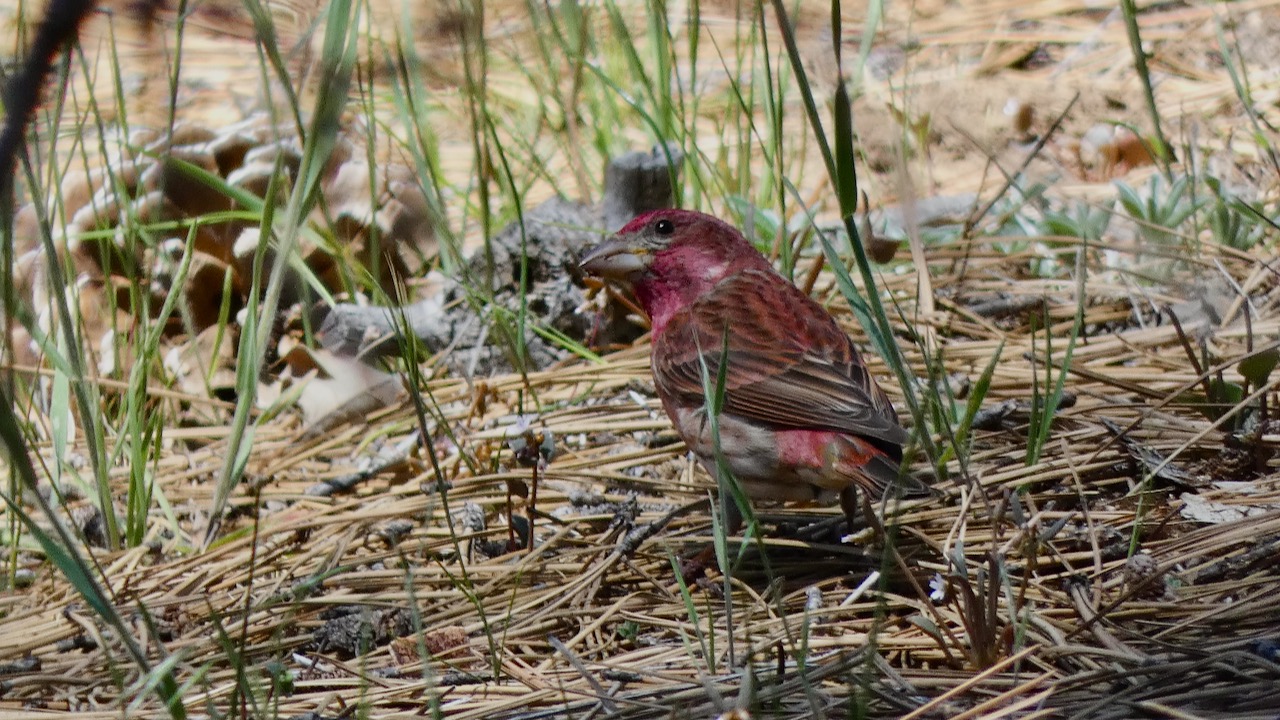 Purple Finch