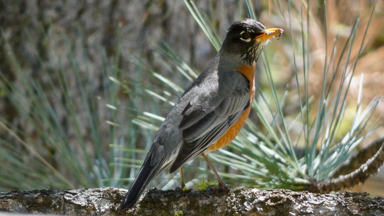 American Robin