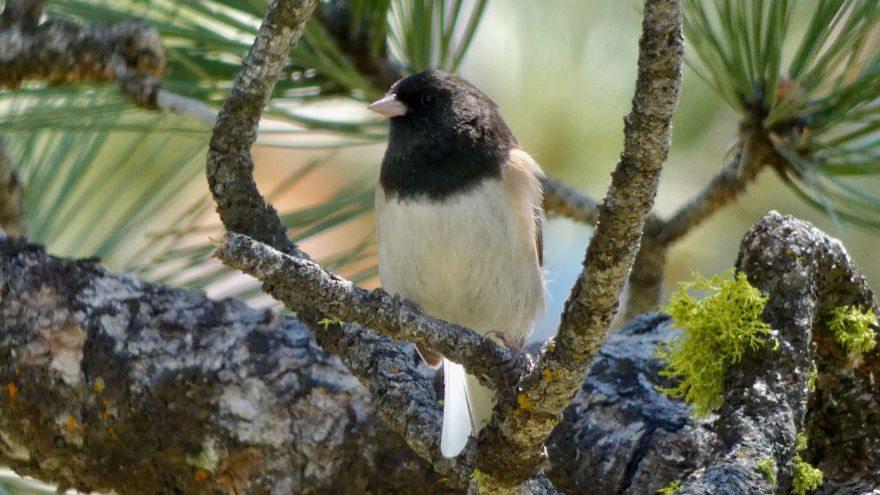 Dark-eyed Junco