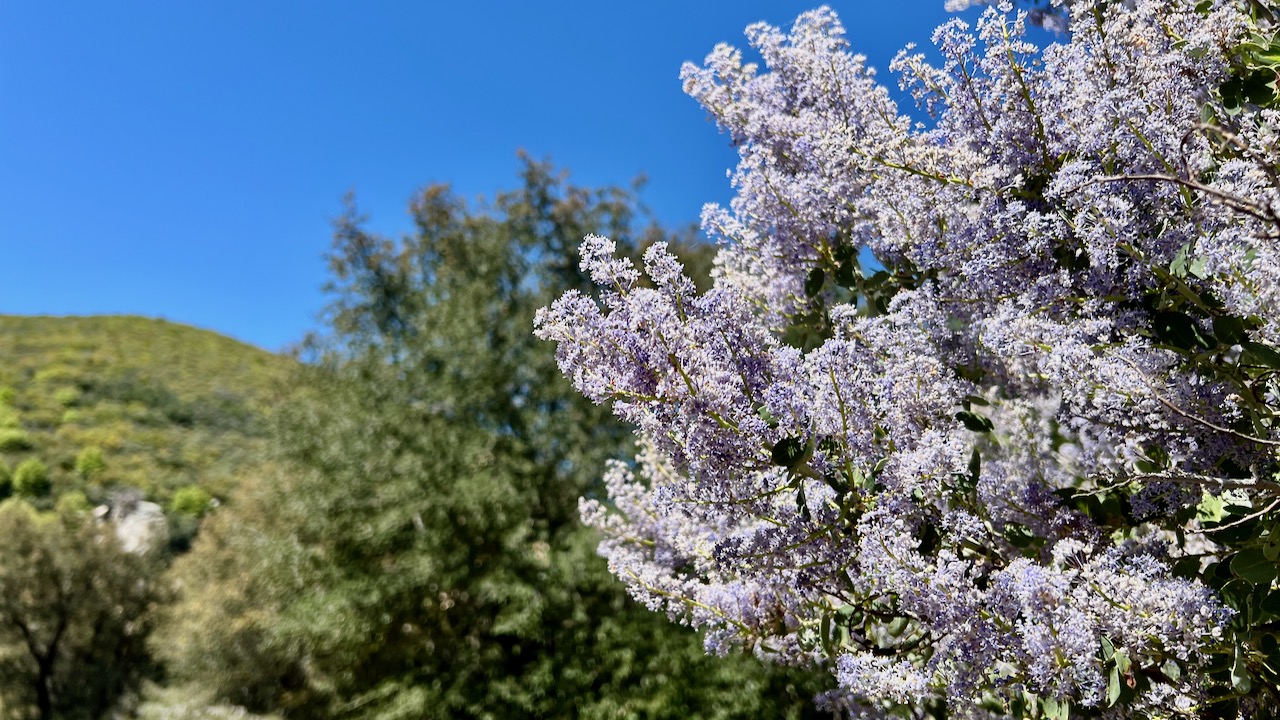 Catalina mountain-lilac