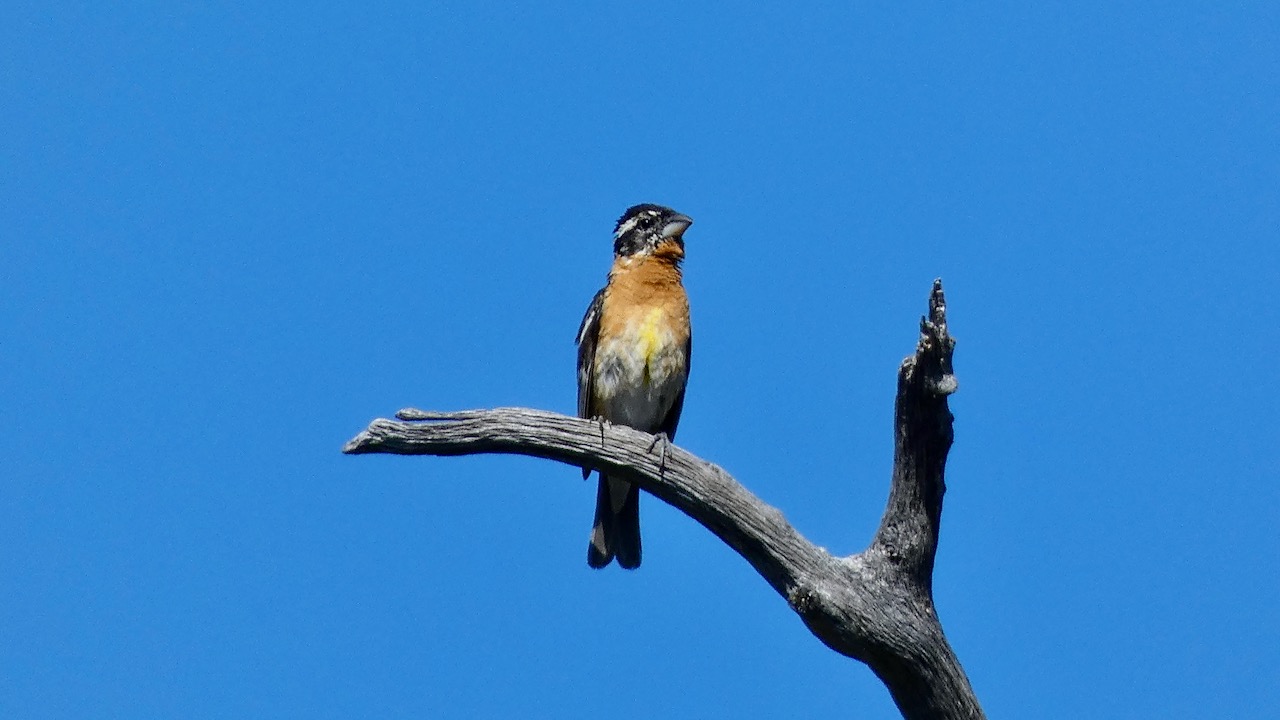 Black-headed Grosbeak