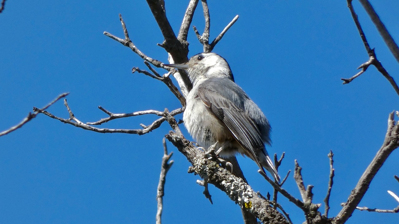 White-breasted Nuthatch