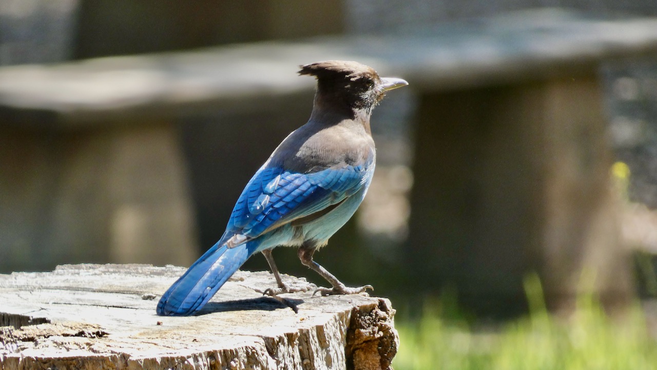 Steller’s Jay