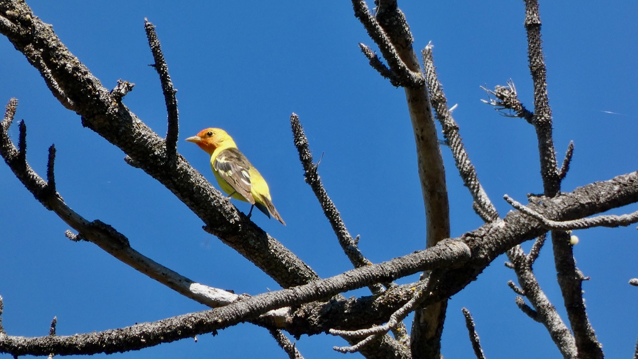 Western Tanager