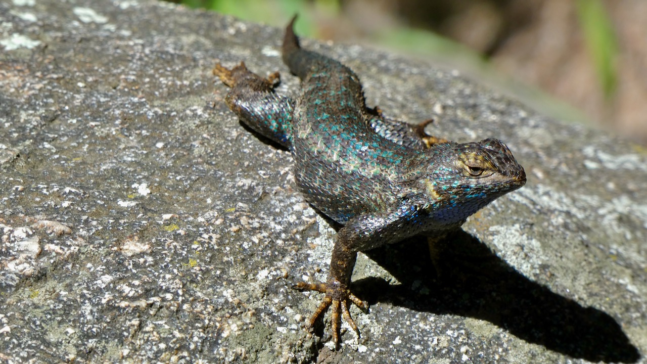 Western Fence Lizard