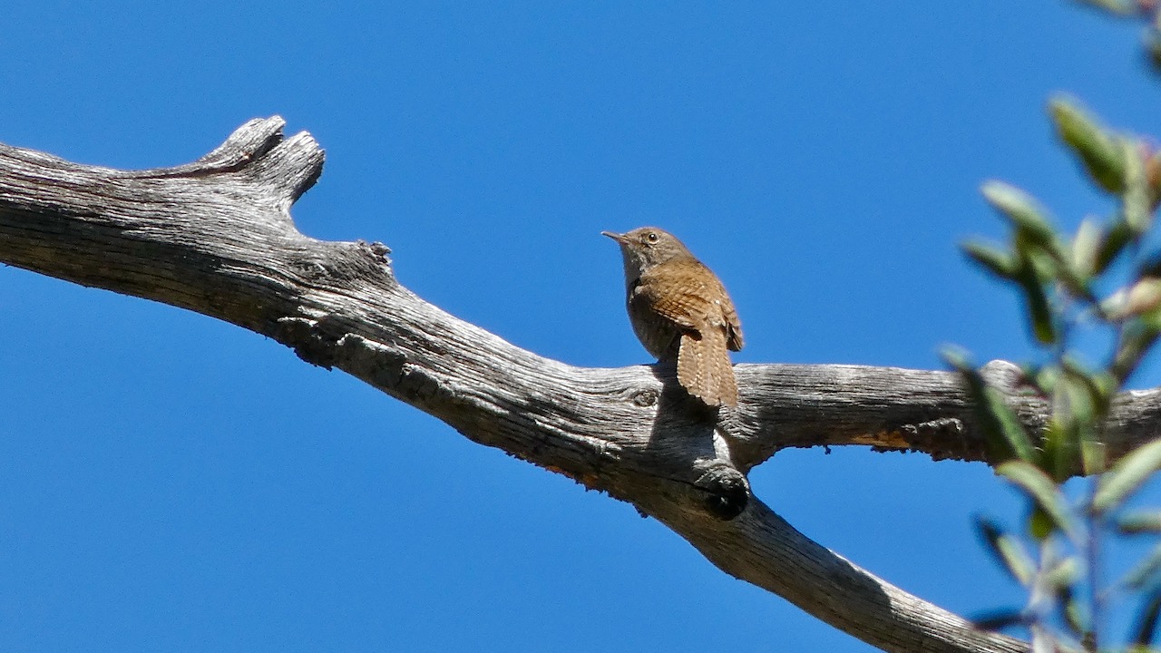 House Wren