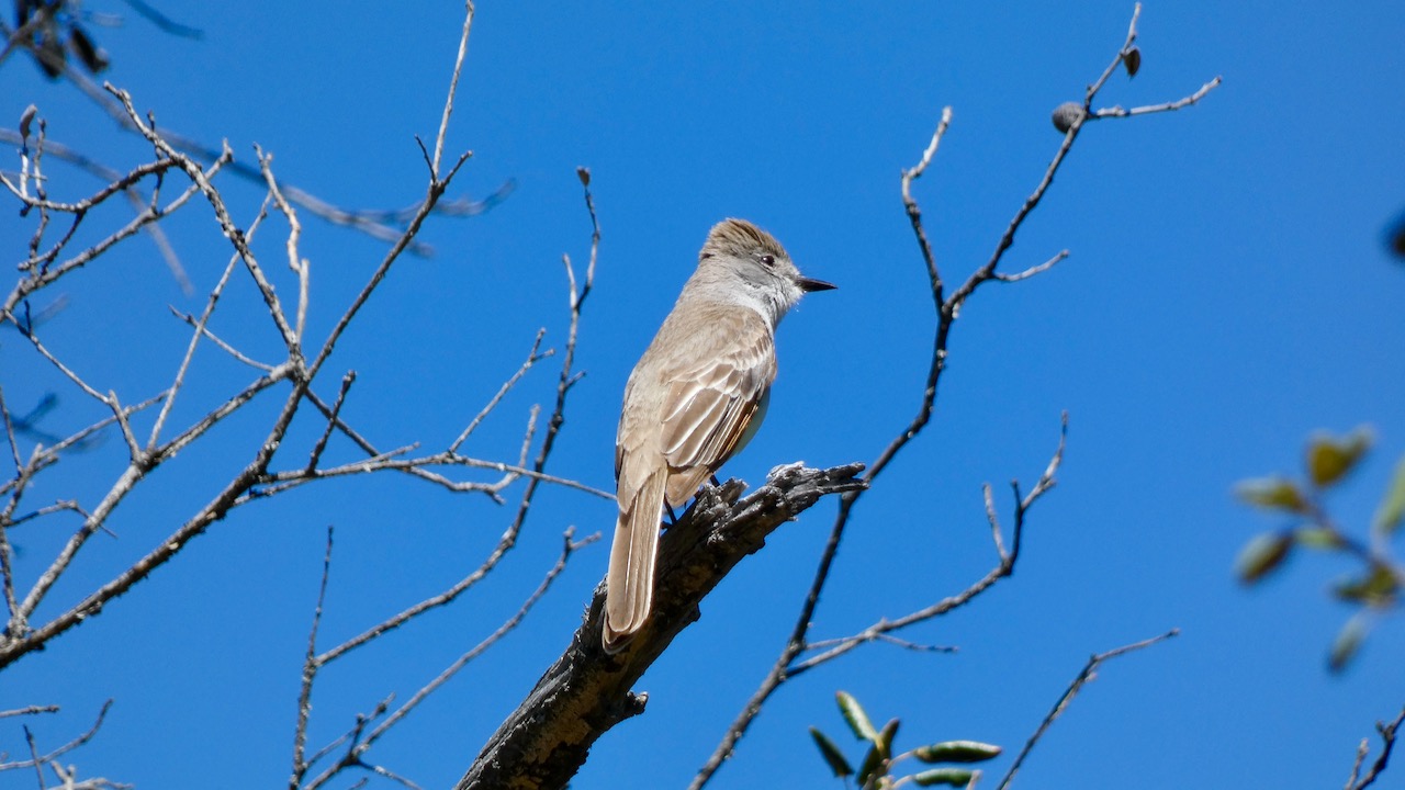 Ash-throated Flycatcher