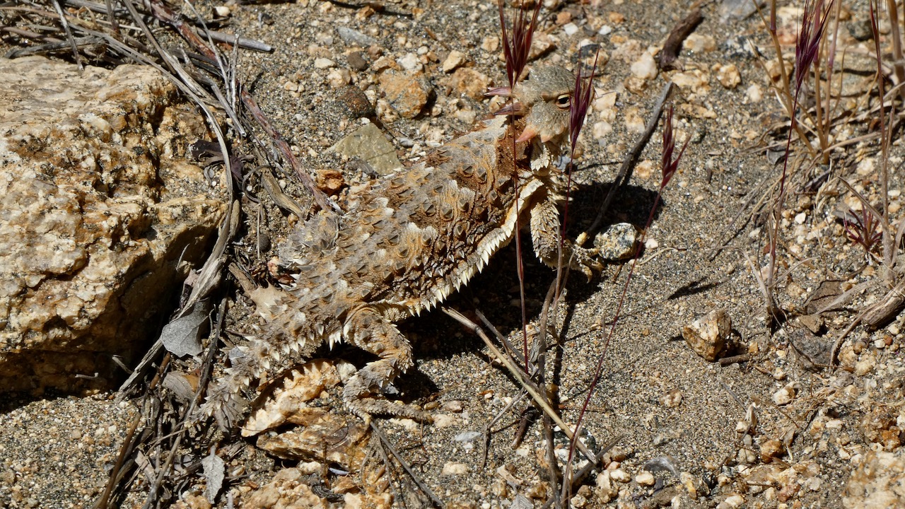 Coast Horned Lizard