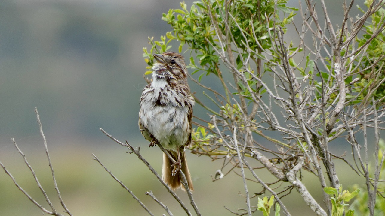 Song Sparrow