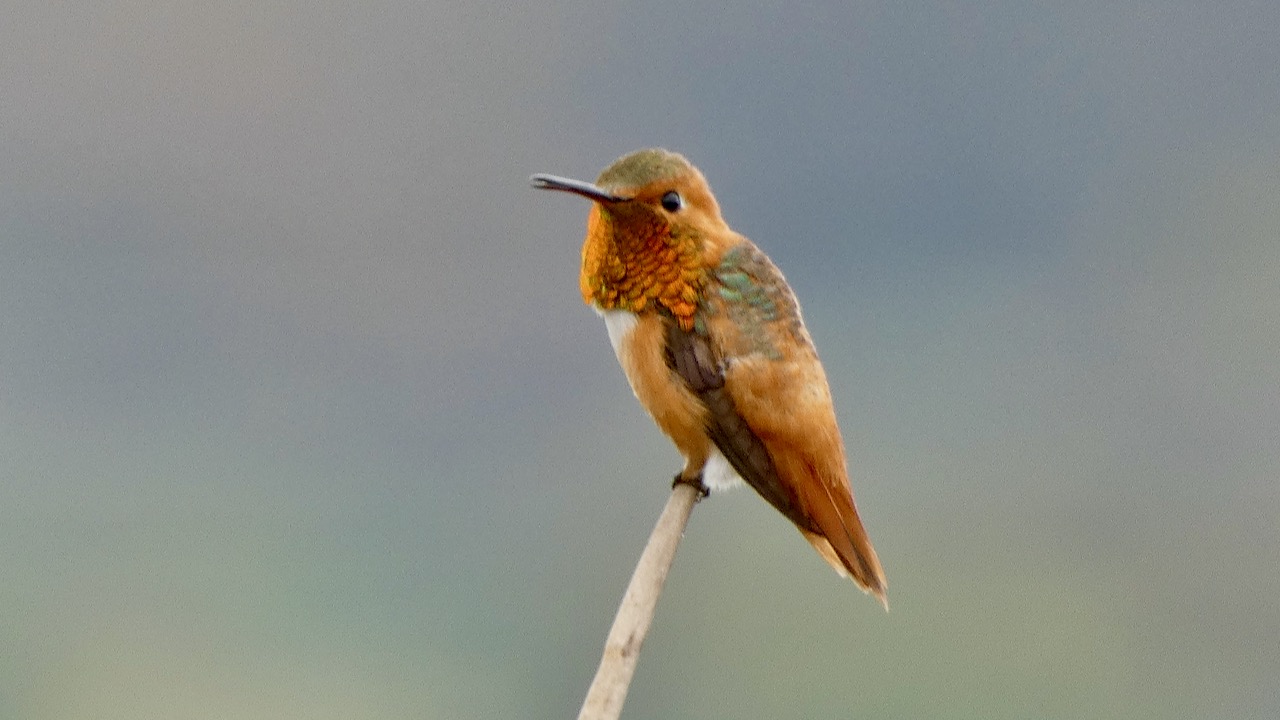 Allen’s Hummingbird