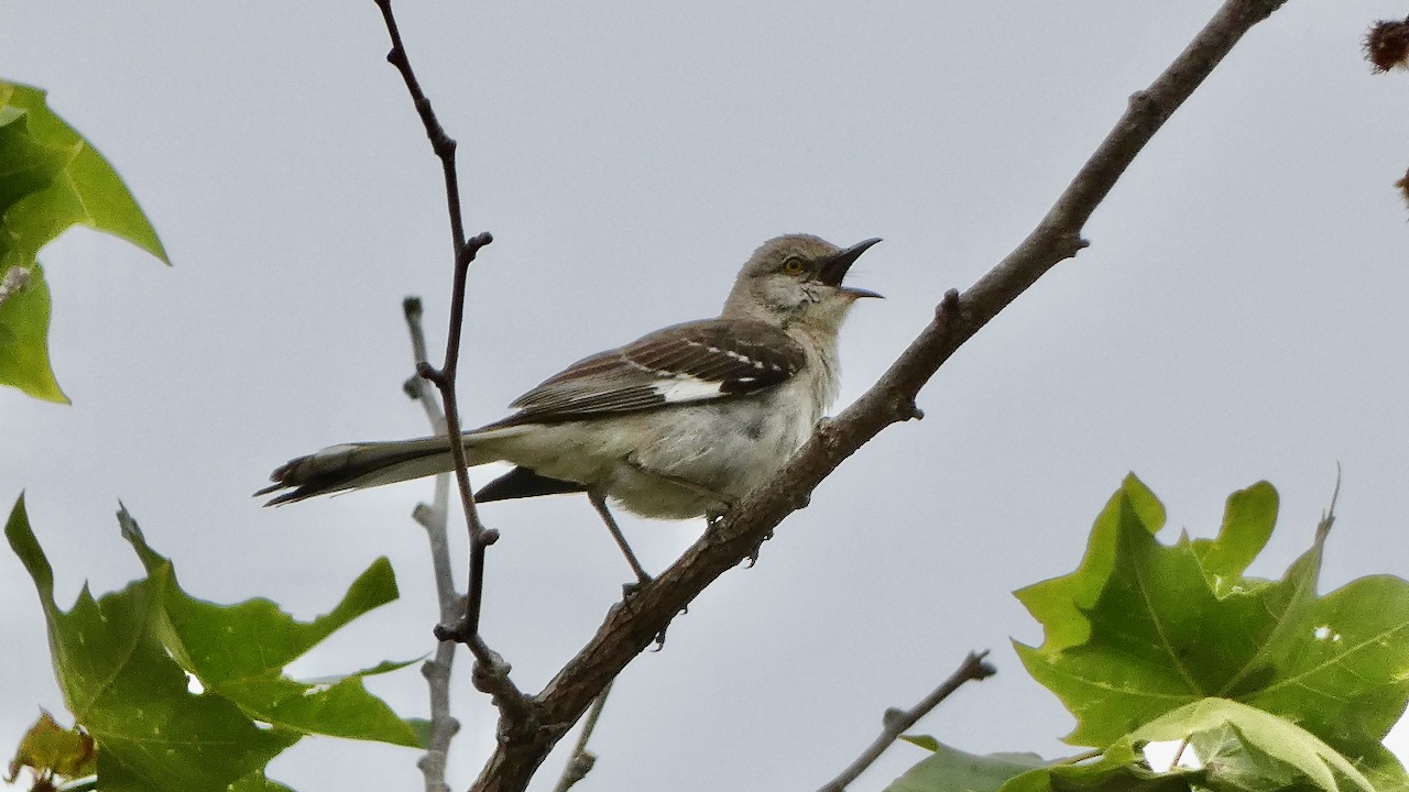 Northern Mockingbird