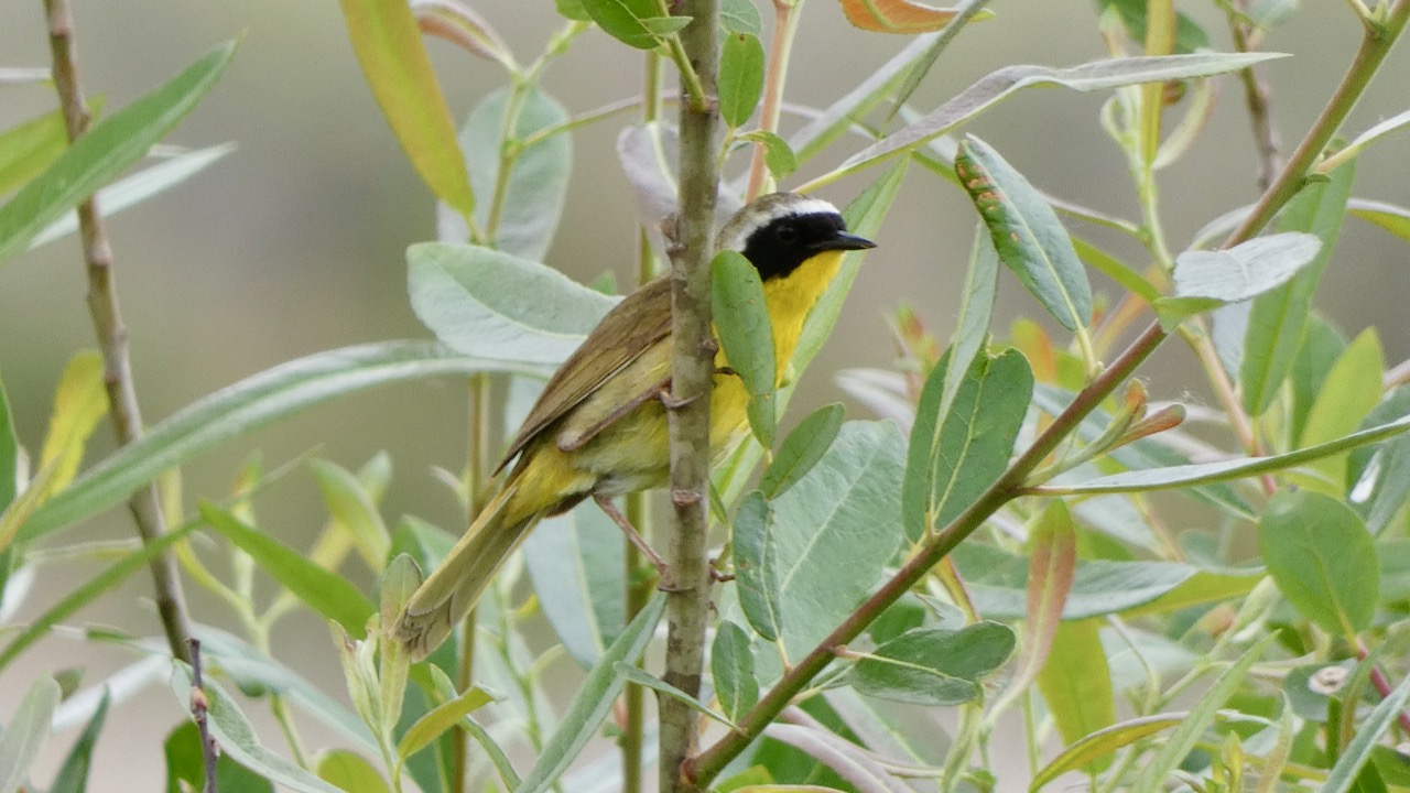 Common Yellowthroat