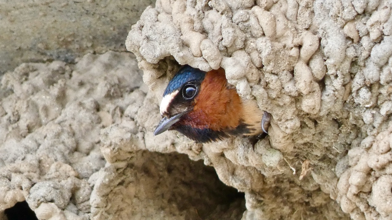 Cliff Swallow