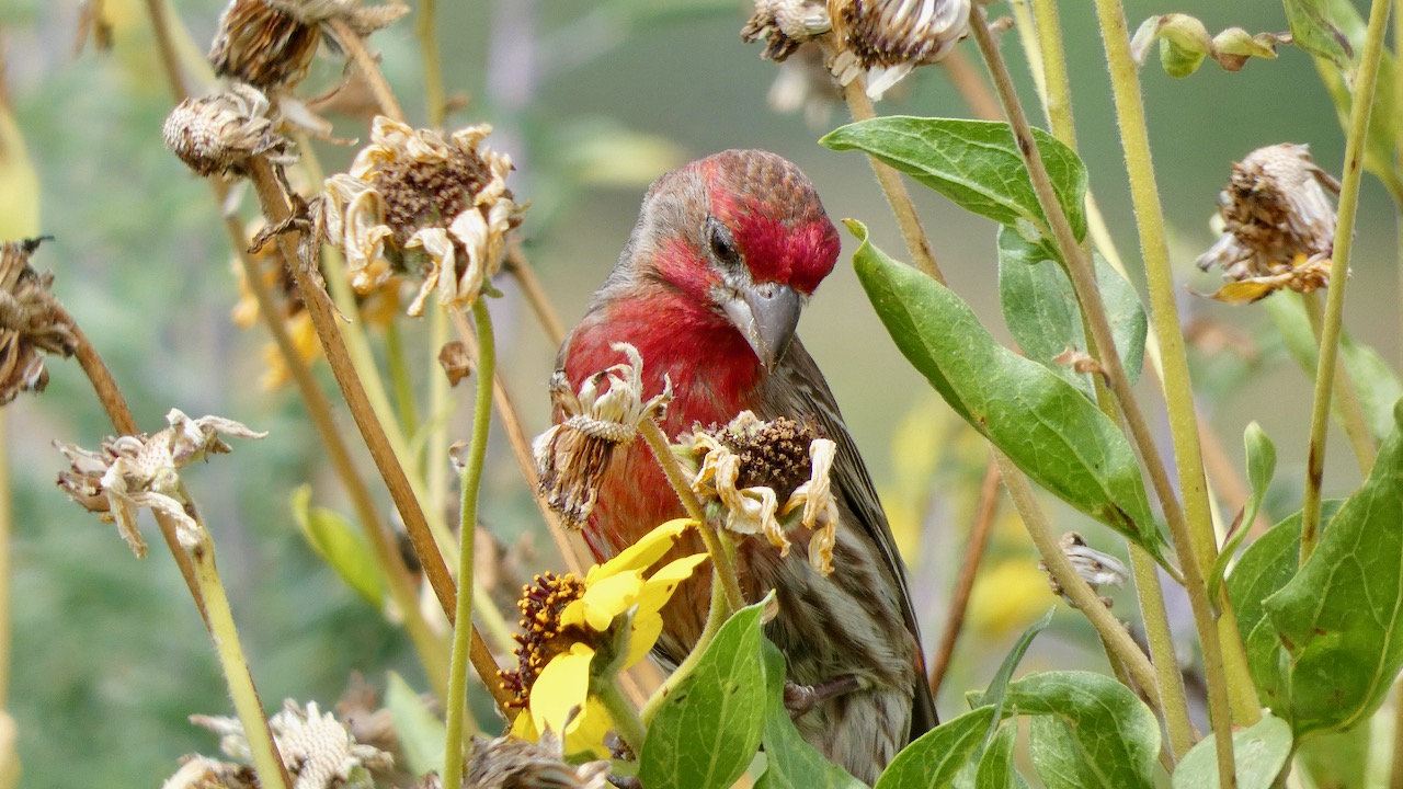 House Finch