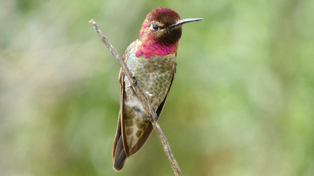 Anna’s Hummingbird