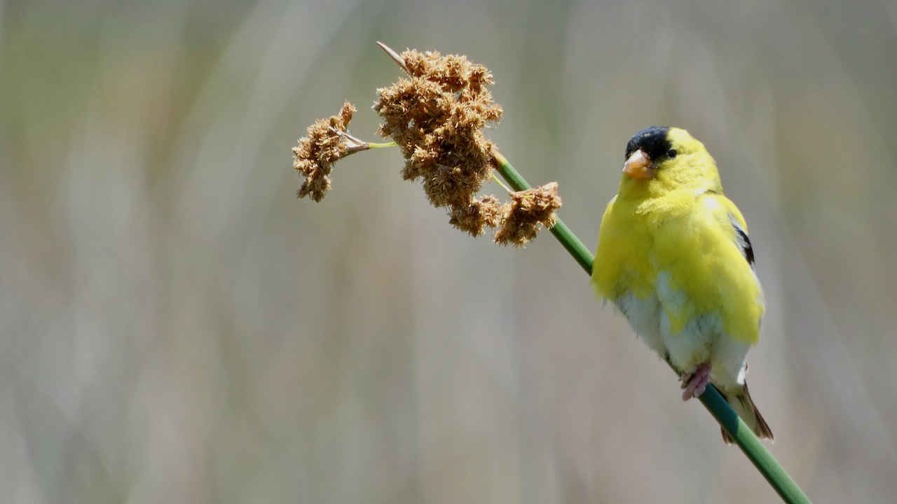 American Goldfinch