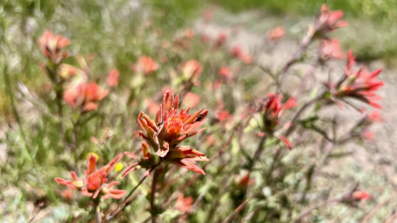 Frosted Indian paintbrush