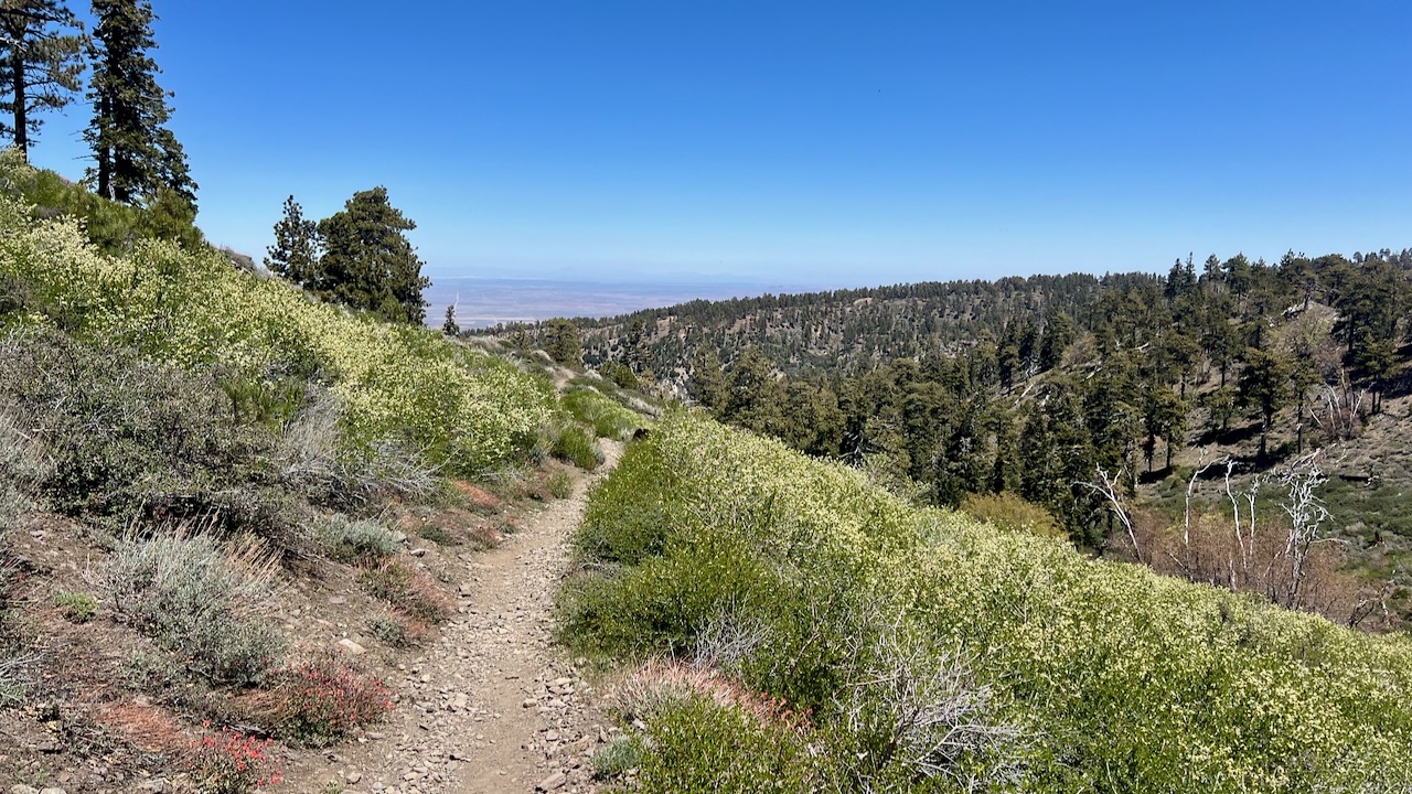 Trail View