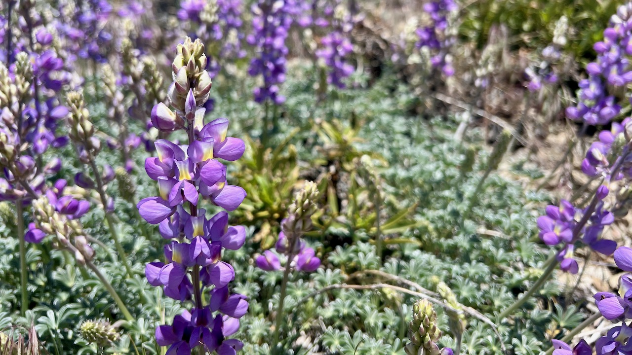 Foothill lupine