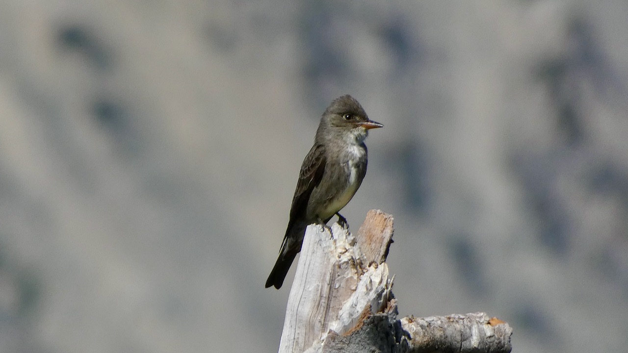 Olive-sided Flycatcher