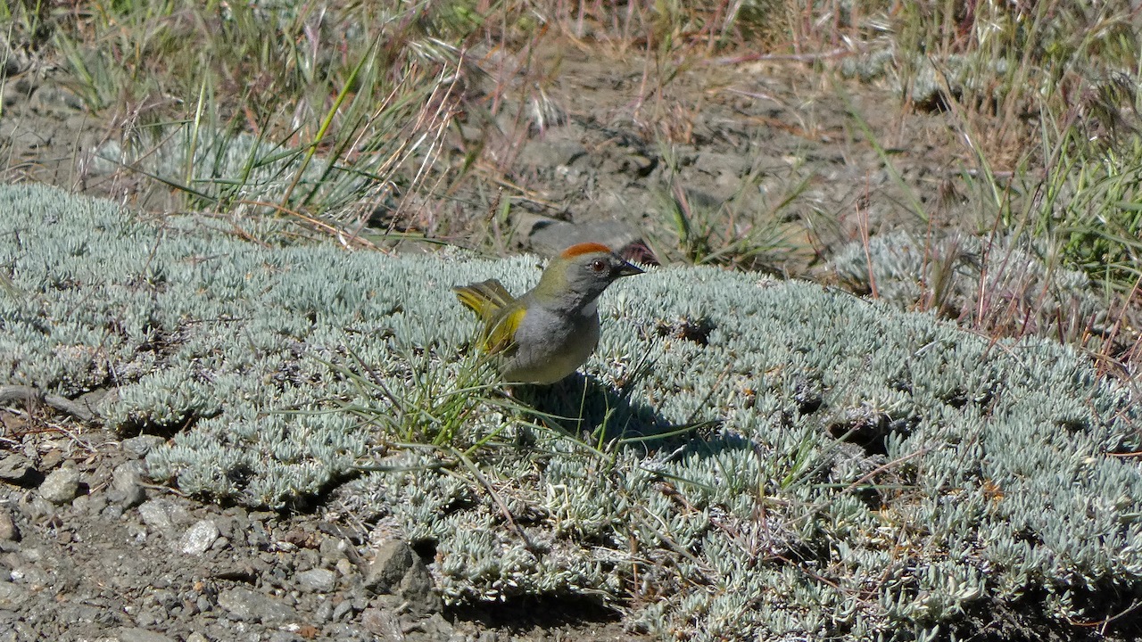 Green-tailed Towhee