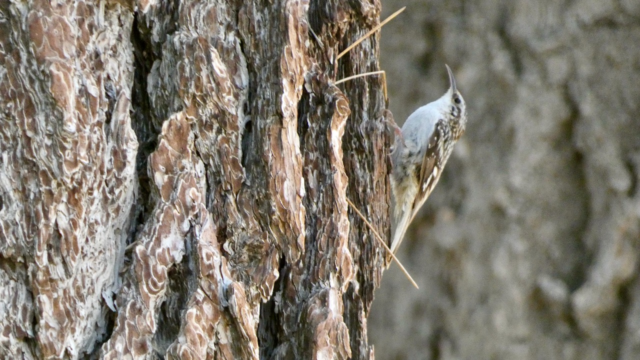 Brown Creeper