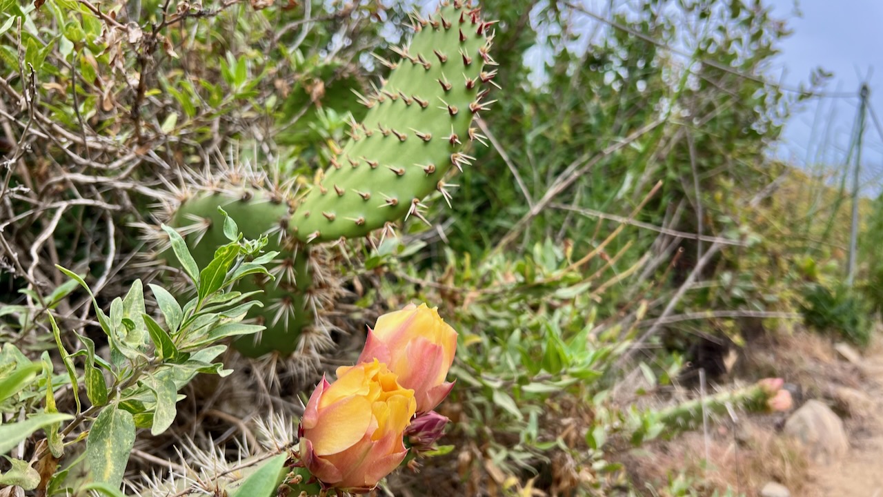 Coastal prickly-pear