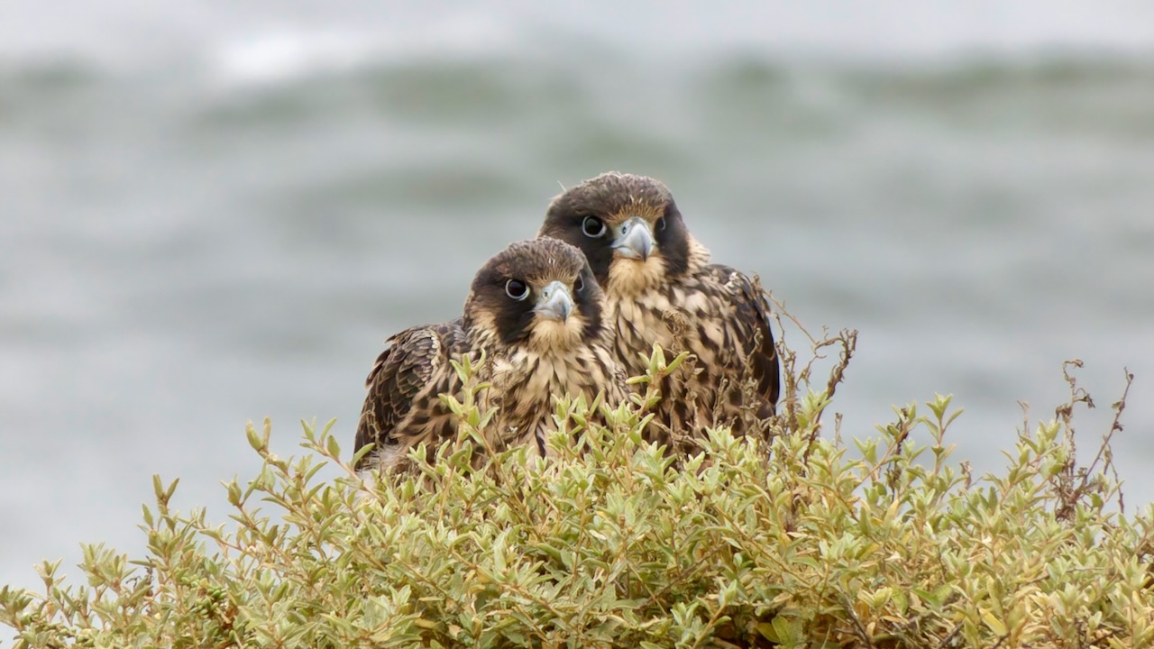 Peregrine Falcons