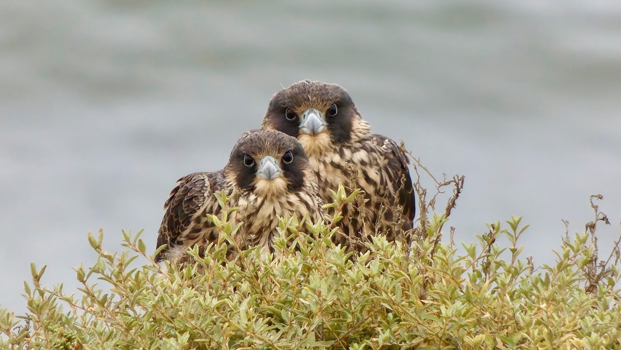 Peregrine Falcons