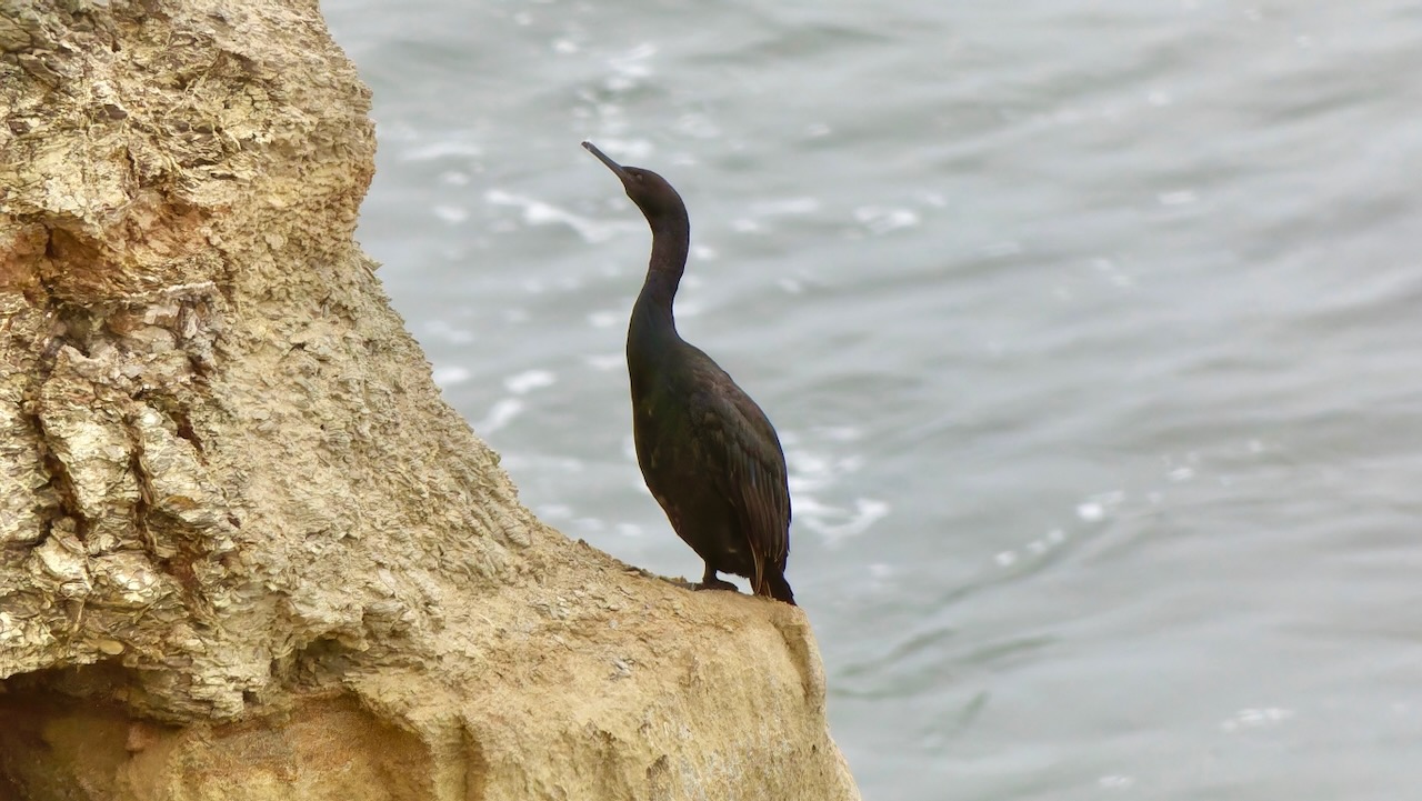 Double-crested Cormorant