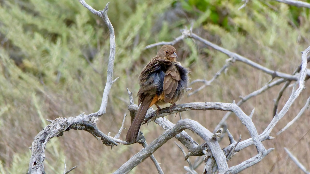 California Towhee