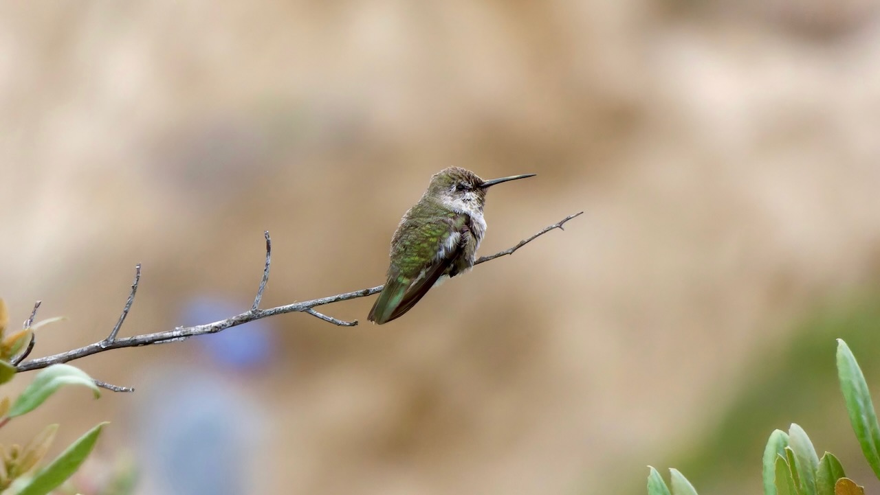 Anna's Hummingbird