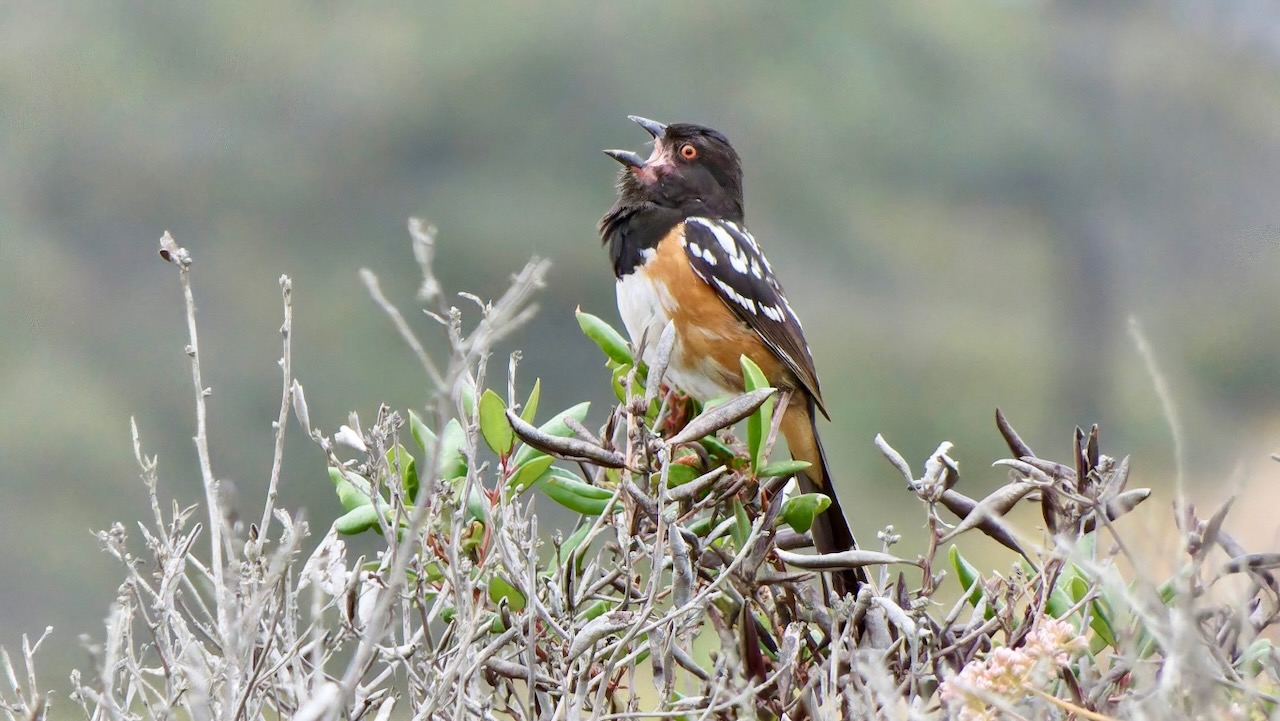 Spotted Towhee