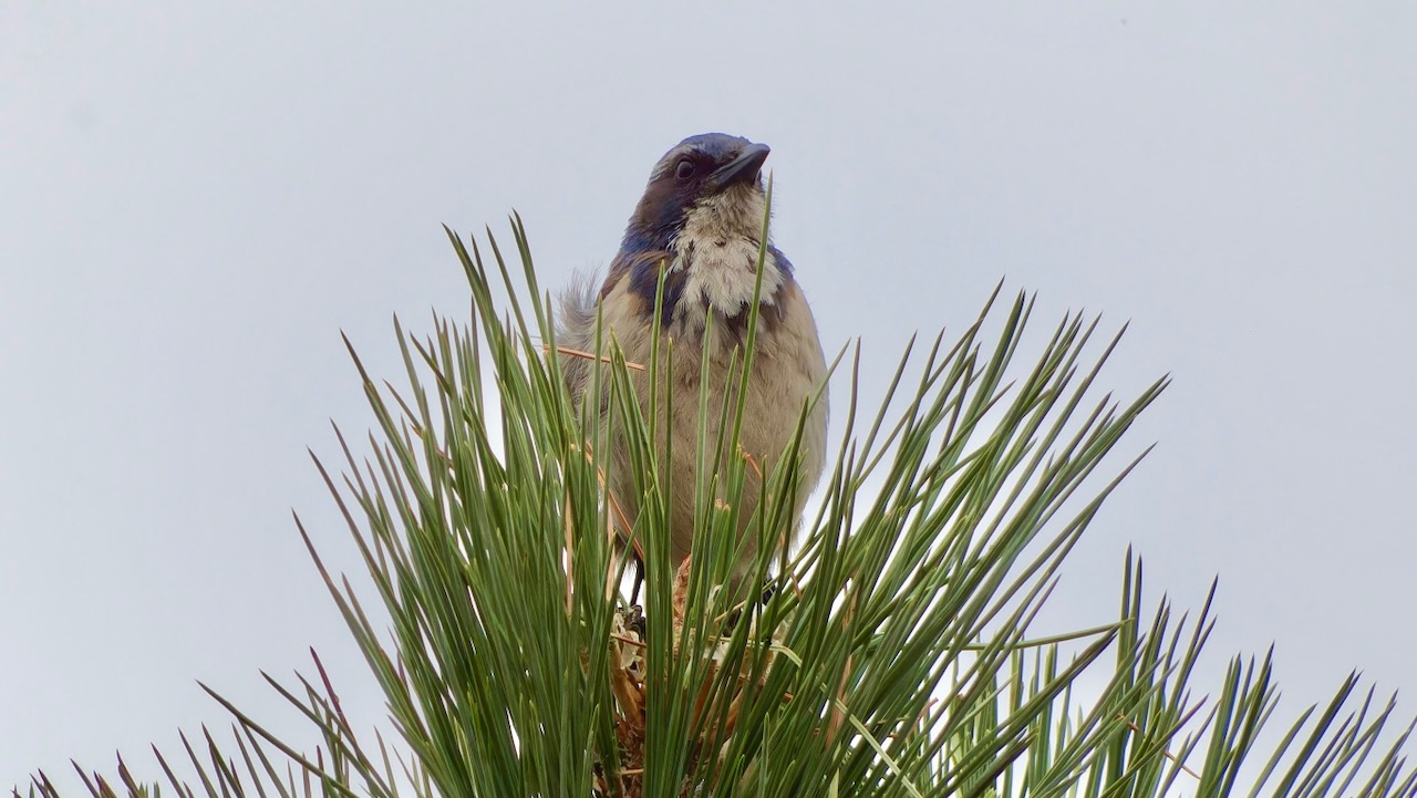 California Scrub-jay