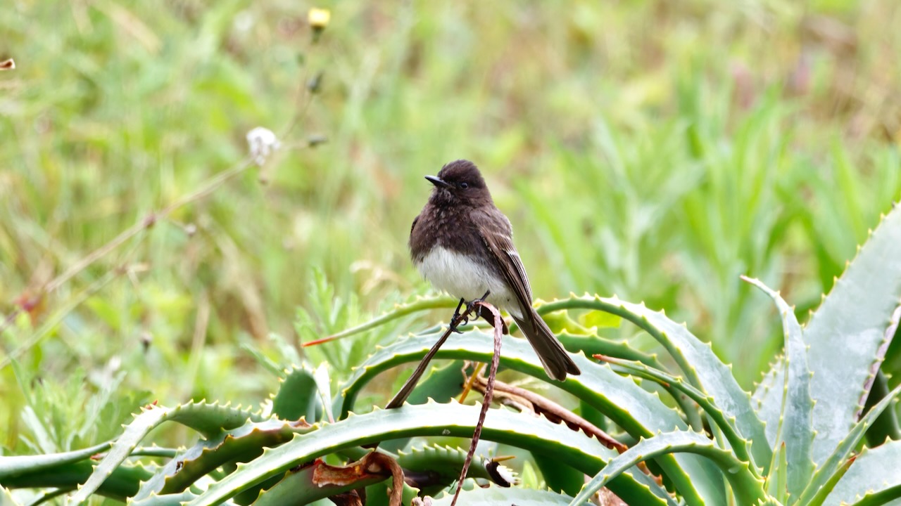 Black Phoebe