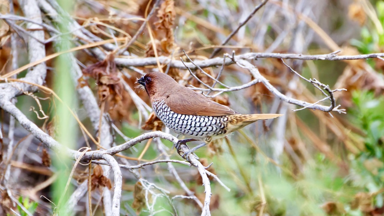 Scaly-breasted Munia