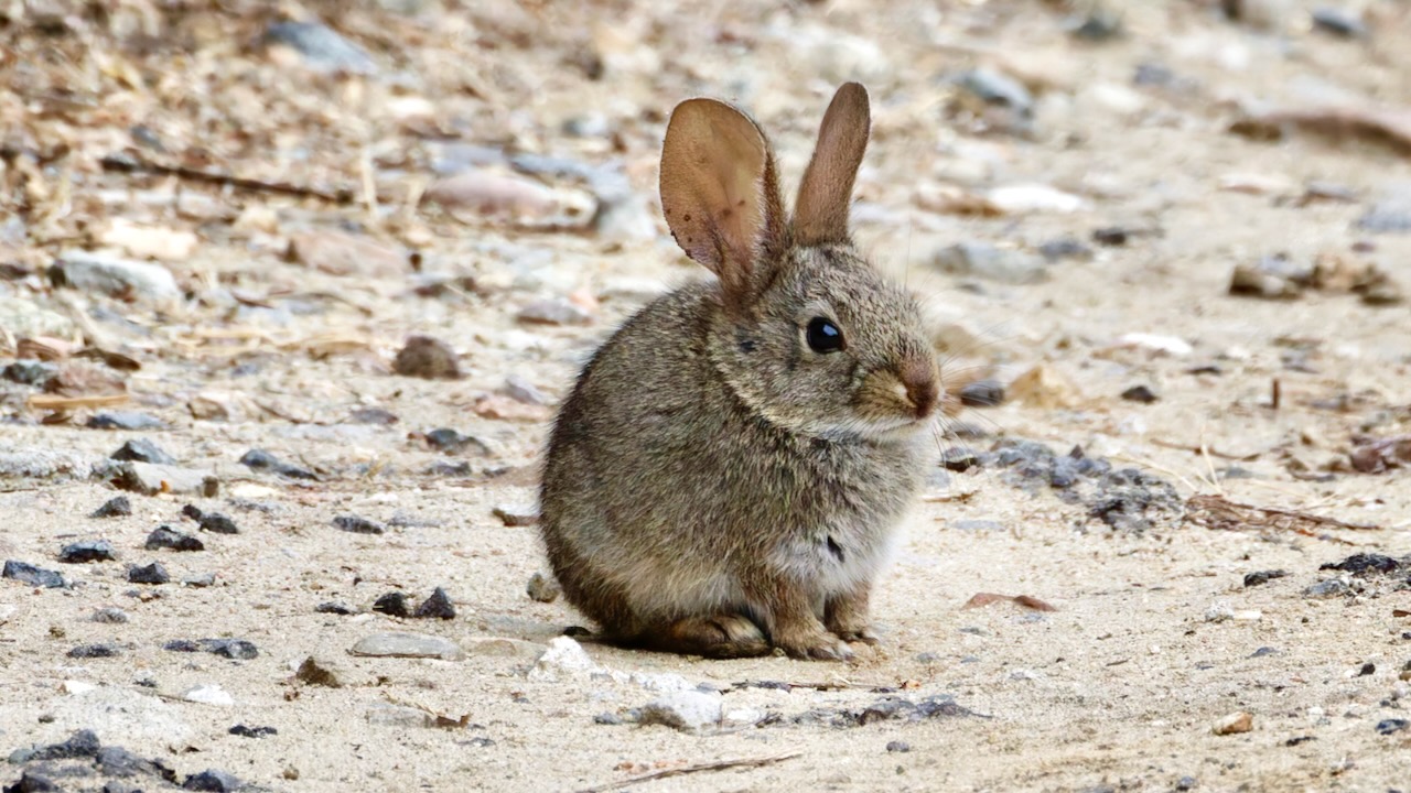 Young Cottontail Rabbit