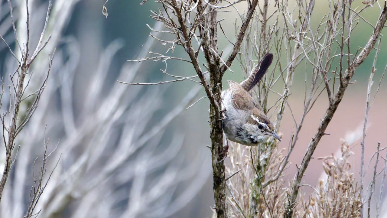 Bewick's Wren