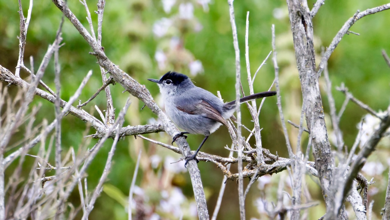 California Gnatcatcher