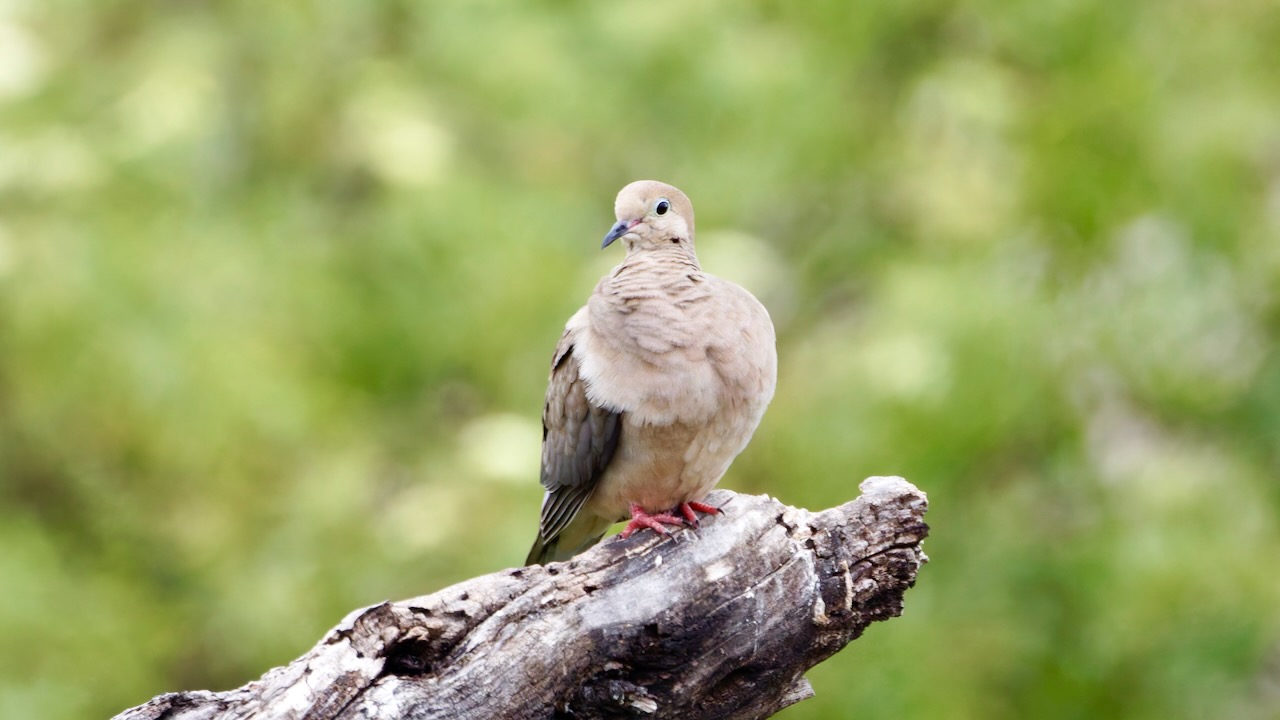 Mourning Dove