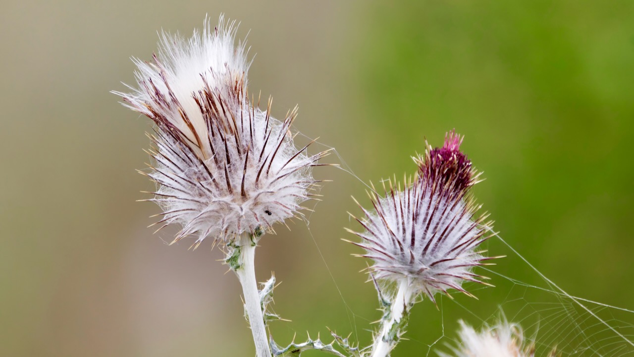 Western thistle